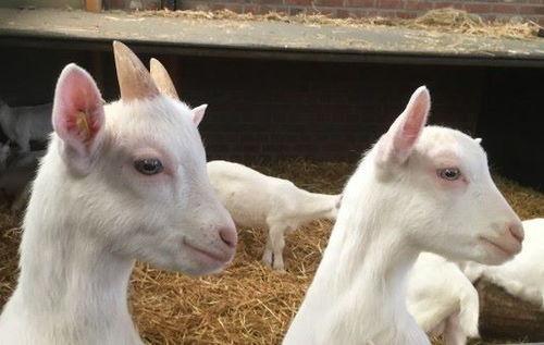 娱乐吃瓜外婆养大的羊羊视频